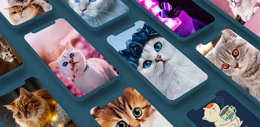 Cat Wallpaper HD Screenshot 1 - AppWisp.com