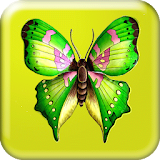 Splash Butterfly icon