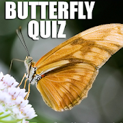 Quiz : What Butterfly Are You ?