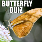 Quiz : What Butterfly Are You 