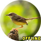 Suara Burung Ciblek - Masteran Ciblek Gacor MP3 icon