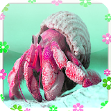 Hermit crab Jigsaw Puzzles icon