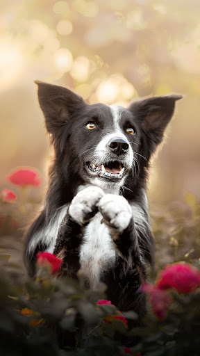 Android application Border Collie Wallpapers screenshort
