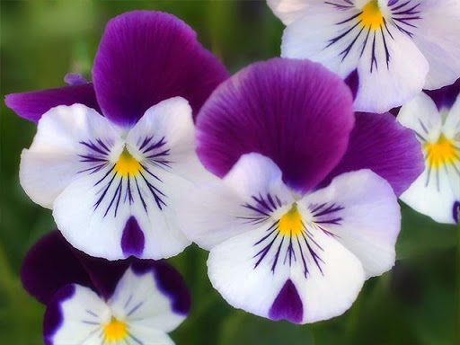 Pictures of Flowers App Screenshot