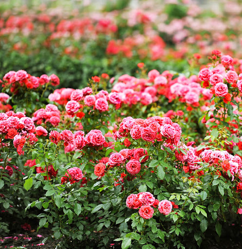 Rose Garden Wallpaper Screen 3