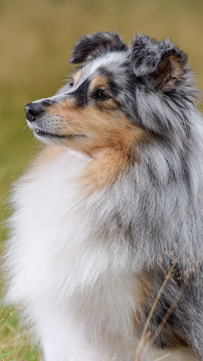 Shetland Sheepdog Wallpaper