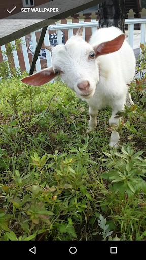 Cute Goat Wallpapers Screen 3