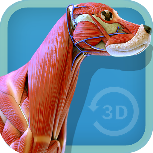 Visual Canine Anatomy 3D - Lea - Apps On Google Play