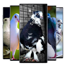 Icon image Pigeon wallpaper