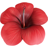 Flower Hibiscus 3D icon