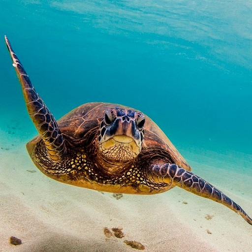 Turtle Wallpapers logo