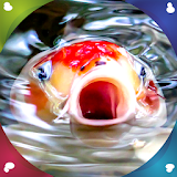 Koi Fish Live Wallpapers icon