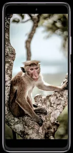 Monkey phone wallpapers