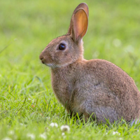 Appp.io - Кролик и Кролик Звуки
