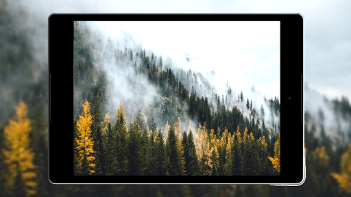 ? Beautiful Forest Wallpaper HD ?