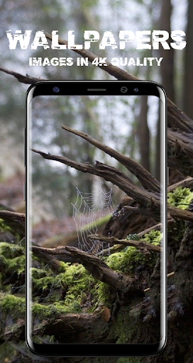 Forest and Beach Wallpaper