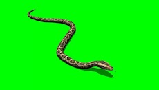 VFX Snakes Effect Videosのおすすめ画像3