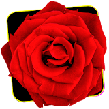 Special Roses icon