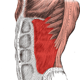 Anatomy: Atlas of Muscles icon