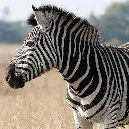 图标图片“Zebras wallpapers”