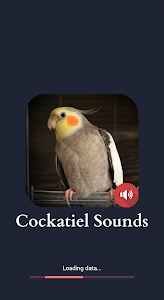 Cockatiel Sounds Unknown