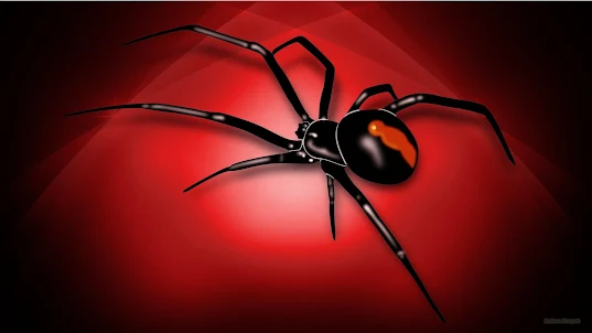 Black Widow Spiders wallpaper
