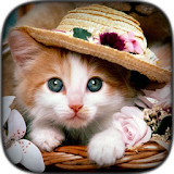 Kitten Wallpaper icon