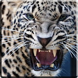 Leopard Video Live Wallpaper icon