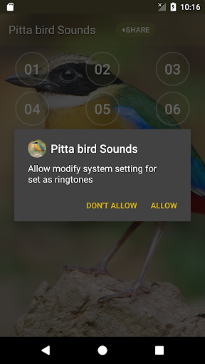 Pitta bird soundboard Screen 3