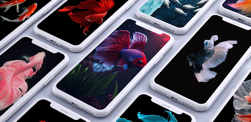Android application Betta Fish Wallpapers screenshort