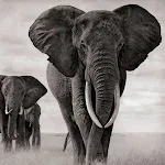 Cover Image of Download Elephant Wallpapers  APK