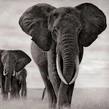 Elephant Wallpapers icon