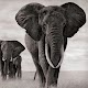 Elephant Wallpapers for PC