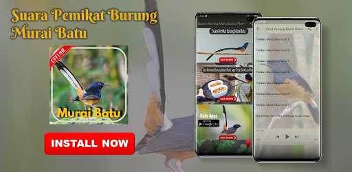 Pemikat Burung Murai Batu Offline