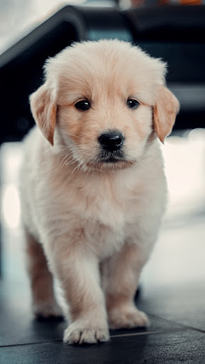 Puppies Wallpapers