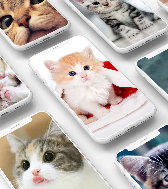 Cute Kitten Wallpaper - 1.0.2 - (Android)