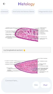 Histology And Embryology