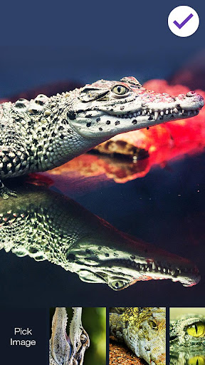 Crocodile Alligator Caiman  PIN Lock