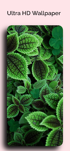 Green Wallpapers Screen 3