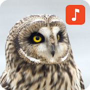 Top 30 Lifestyle Apps Like Owl Bird Sounds - Best Alternatives