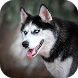 Husky dog Wallpaper HD : backgrounds & themes icon