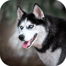 Husky dog Wallpaper HD Themes - Phiên Bản Mới Nhất Cho Android - Tải Xuống  Apk