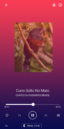 Cantos de Curio Praia Screen 3