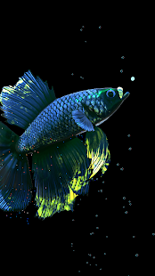 Betta Fish Live Wallpaper FREE 1.4 Screenshots 7