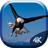 White Eagle 4K Live Wallpaper icon