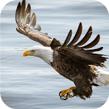 Wings of eagle. Live wallpaper icon