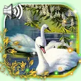 Swans Live Wallpaper icon
