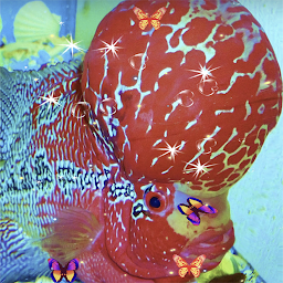 Ikoonprent Flowerhorn Fish Live Wallpaper