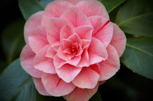 Camellia Flower Wallpapers Screen 3