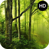 Forest Sounds- Sleep & Relax icon
